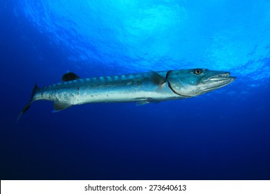 Great Barracuda Fish