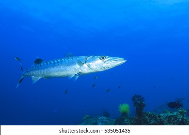 Great Barracuda Fish