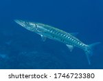 Great barracuda or giant barracuda (Sphyraena barracuda) Bonaire, Leeward Islands