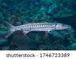 Great barracuda or giant barracuda (Sphyraena barracuda) Bonaire, Leeward Islands