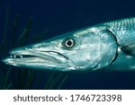 Great barracuda or giant barracuda (Sphyraena barracuda) Bonaire, Leeward Islands