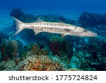 Great barracuda or giant barracuda (Sphyraena barracuda) Cozumel, Mexico