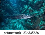 Great barracuda in the ocean