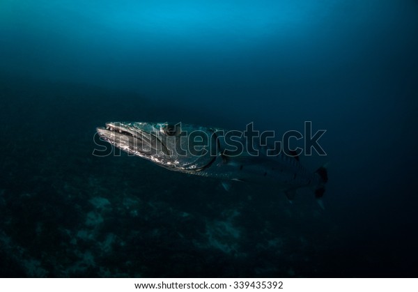 Great barracuda (Sphyraena\
barracuda) are awesome predators of tropical waters. Maldives,\
April
