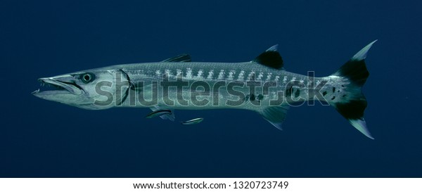 A Great Barracuda, Sphyraena barracuda, at\
cleaning station, Blue Streak  Cleaner Wrasse, Labroides dimidiatus\
 cleaning the mouth and body of the Barracuda, Maldives, Indian\
Ocean, slow motion