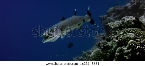 A Great Barracuda, Sphyraena barracuda, at\
cleaning station, Blue Streak  Cleaner Wrasse, Labroides dimidiatus\
 cleaning the mouth and body of the Barracuda, Maldives, Indian\
Ocean, slow motion