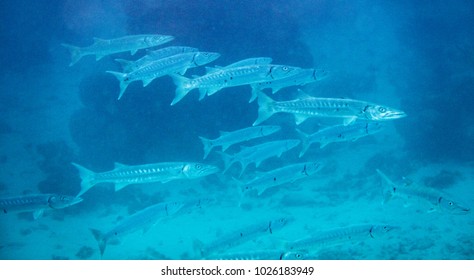 Great Barracuda Sphyraena Barracuda Known Giant Stock Photo 1026183949 ...