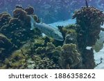 Great Barracuda swimming with mouth open