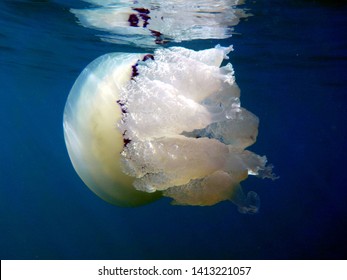 great barrel jellyfish or dustbin-lid jellyfish or frilly-mouthed rhizostoma pulmo true jellyfish class scyphozoa is gently carried away by the sea current