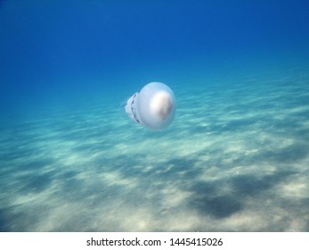 great barrel jellyfish or dustbin-lid jellyfish or frilly-mouthed rhizostoma pulmo true jellyfish class scyphozoa swims quietly flying over the low sandy bottom