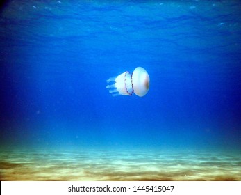 great barrel jellyfish or dustbin-lid jellyfish or frilly-mouthed rhizostoma pulmo true jellyfish class scyphozoa swims quietly flying over the low sandy bottom