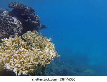 Great Barrier Reef After The 2016 Rise In Ocean Temperature Leading To A Mass Coral Bleaching Event. 