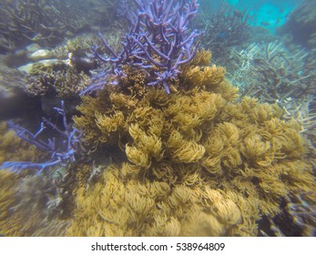 The Great Barrier Reef After A Major Coral Bleaching Event 2016