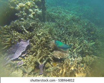 The Great Barrier Reef After A Major Coral Bleaching Event 2016