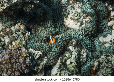 Great Barrier Reef, Australia: Close Up Of Clown Fish In The Soft Coral