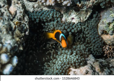 Great Barrier Reef, Australia: Close Up Of Clown Fish In The Soft Coral