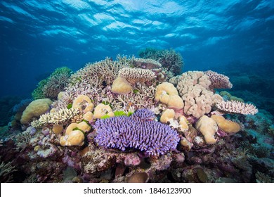 Great Barrier Reef diving - Colorful and healthy coral on the reef