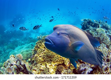 Great Barrier Reef Fish