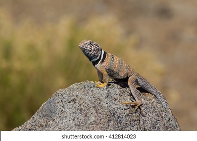 Great Basin Collared Lizard