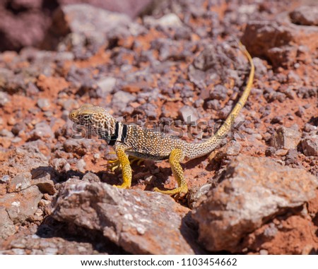 Great Basin Collared Lizard
