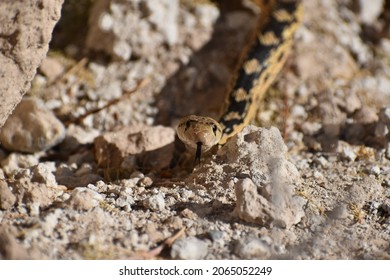 Great Basin gopher snake checking out the photographer