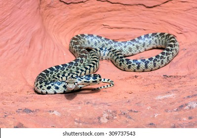 Great Basin Gopher Snake Pituophis Catenifer Stock Photo 309737543 ...