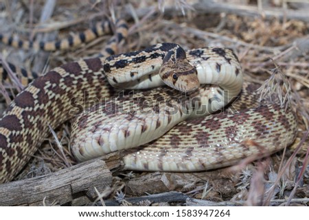 Great Basin Gopher Snake ready to strike