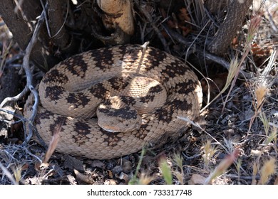 A Great Basin Rattle Snake Along A Hiking Trail In Zion National Park, Utah, USA.