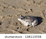 Great Basin Spadefoot Toad