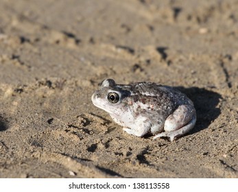 Great Basin Spadefoot Toad