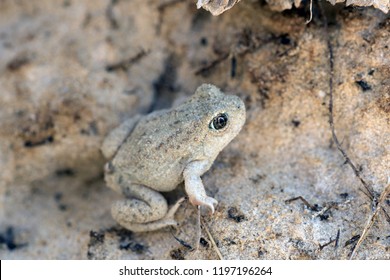 Great Basin Spadefoot Toad (Spea Intermontana). Protective Coating Example. Capitol Reef National Park, Utah, USA