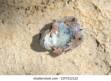 Great Basin Spadefoot Toad (Spea Intermontana).View From The Bottom, View Of The Hind Legs. Capitol Reef National Park, Utah, USA