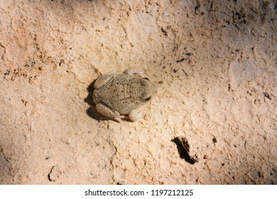 Great Basin Spadefoot Toad (Spea Intermontana).View From Above. Capitol Reef National Park, Utah, USA