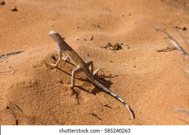 Great Basin Whiptail 