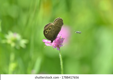 Great Basin Wood Nymph Butterfly on wildflower - wings clsoed