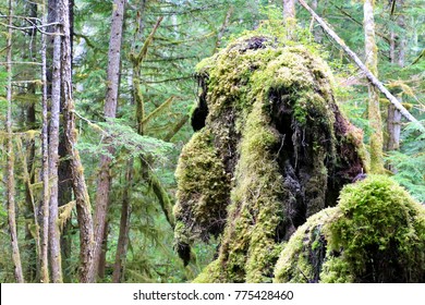 Great Bear Rainforest Of Bella Coola Valley, British Columbia, Canada