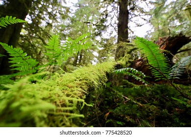 Great Bear Rainforest Of Bella Coola Valley, British Columbia, Canada