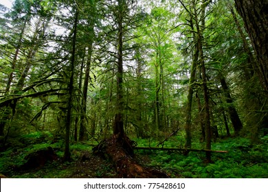 Great Bear Rainforest Of Bella Coola Valley, British Columbia, Canada