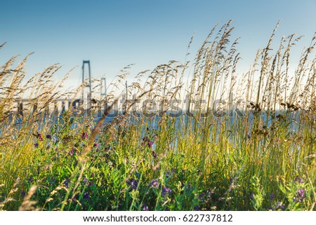 The Great Belt Bridge view through the grass and wild flowers, Denmark