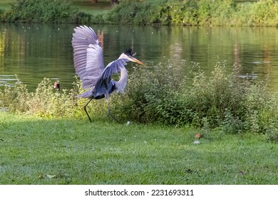 19 Garça Morena Images, Stock Photos & Vectors | Shutterstock