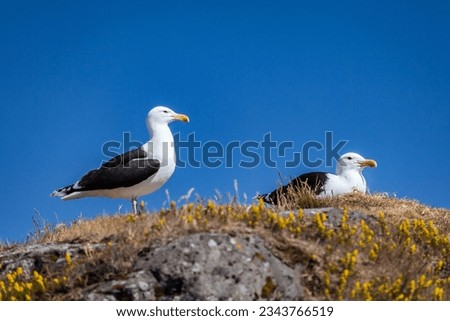 Great black backed gull waiting for its prey - Iceland