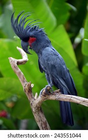 Black Palm Cockatoo Hd Stock Images Shutterstock