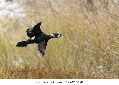 Great Black Cormorant (Phalacrocorax carbo) in flight with a twig in its beak against a background of yellow bushes