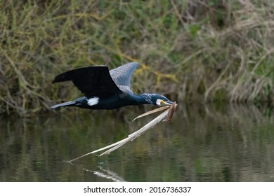 Great Black Cormorant (Phalacrocorax carbo) in flight with nesting material in its beak against a background of bushes