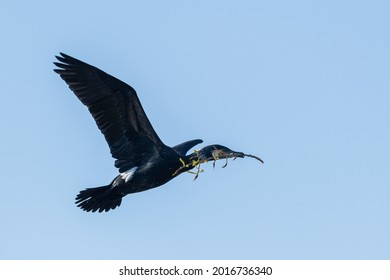 Great Black Cormorant (Phalacrocorax carbo) in flight with a twig in its beak against a blue sky