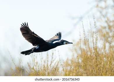Great Black Cormorant (Phalacrocorax carbo) in flight