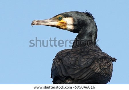 Great Black Cormorant (Phalacrocorax carbo) close-up against a blue sky, looking over shoulder.