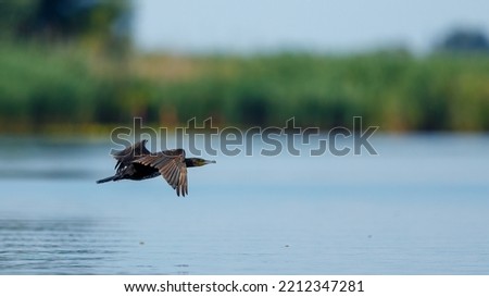 Great black cormorants in the Danube Delta of Romania