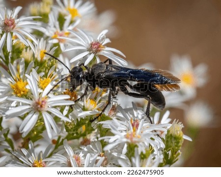 A Great Black Digger Wasp helps in pollination as it flies from one aster to another.