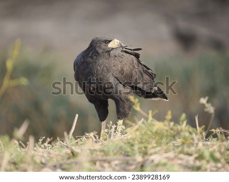 Great black hawk Buteogallus urubitinga